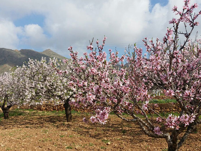Imagen de Feria de la Floracin de los Almendros