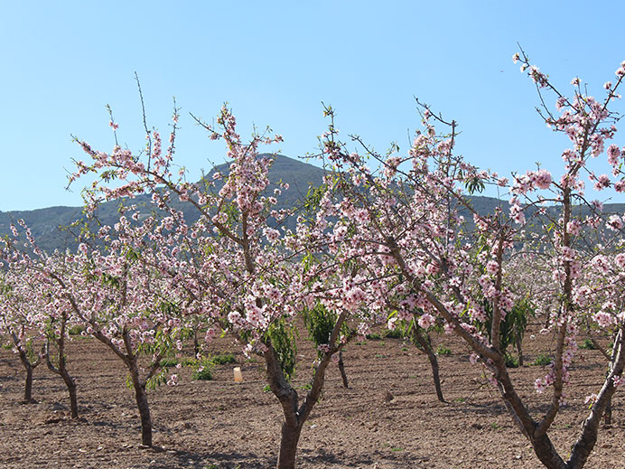 Imagen de Feria de la Floracin de los Almendros